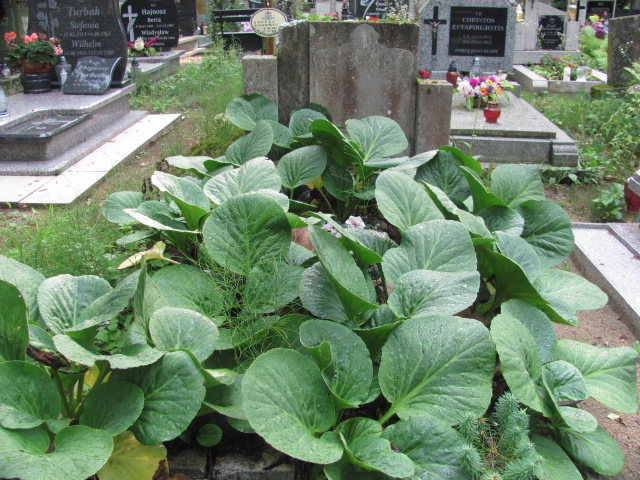 Anna Bals 1883 Police - Grobonet - Wyszukiwarka osób pochowanych